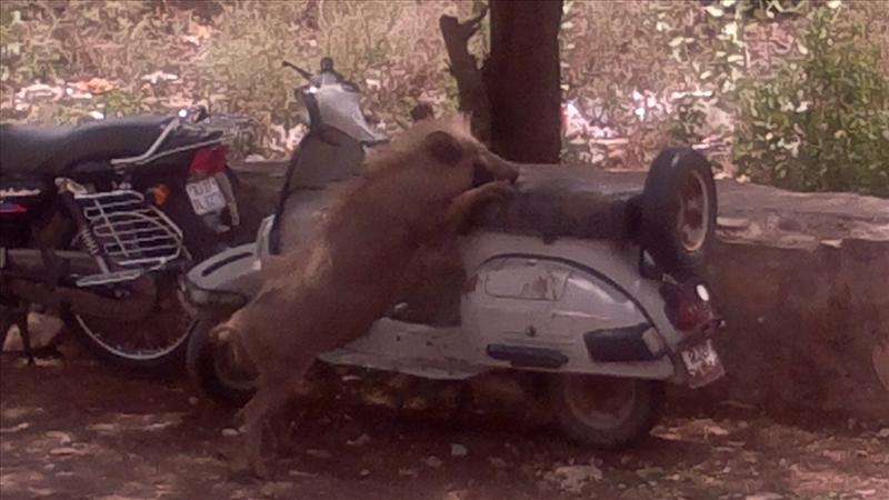 scooter riding hog